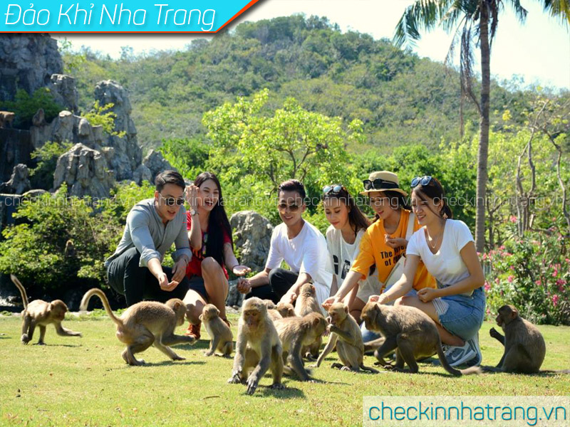 Đàn Khỉ đảo Khỉ Nha Trang
